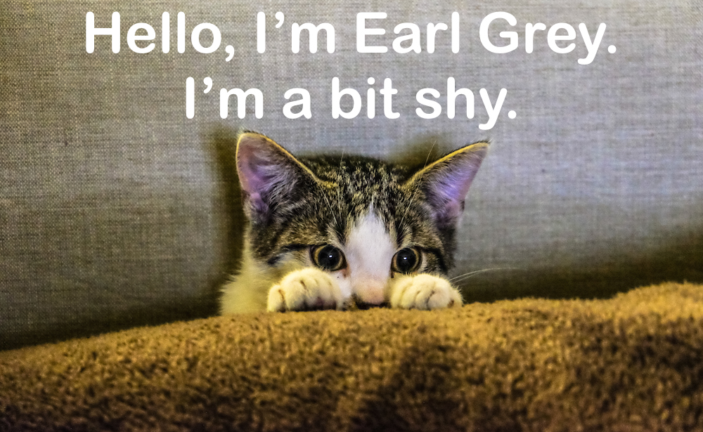 tea names for cats kittens